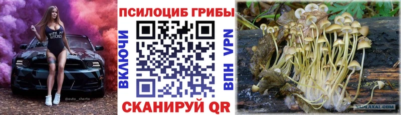 купить   Лебедянь  Псилоцибиновые грибы Magic Shrooms 